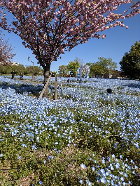 ネモフィラ公園